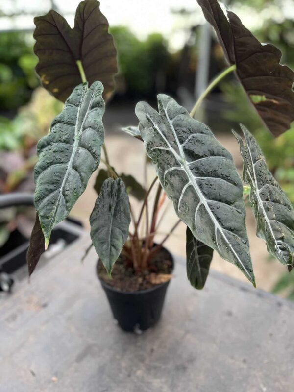 6" Alocasia Chantrieri
