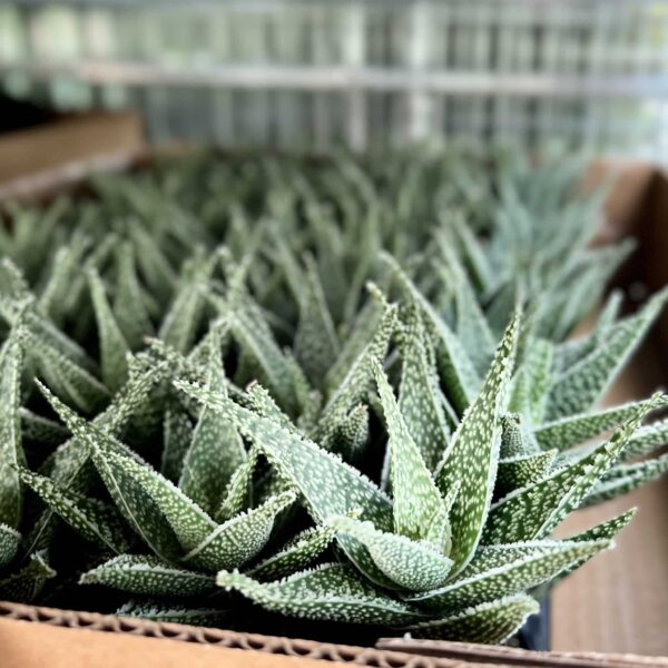 6 cm Aloe Hybrid - Image 4