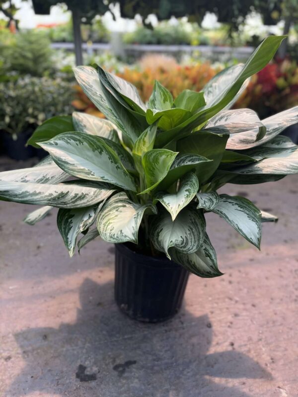 12" Aglaonema Silver Bay