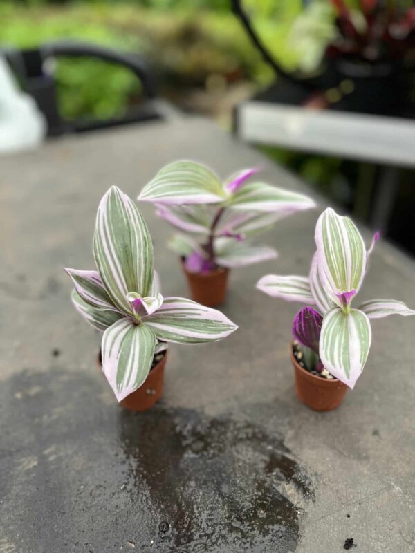 2" Tradescantia Nanouk