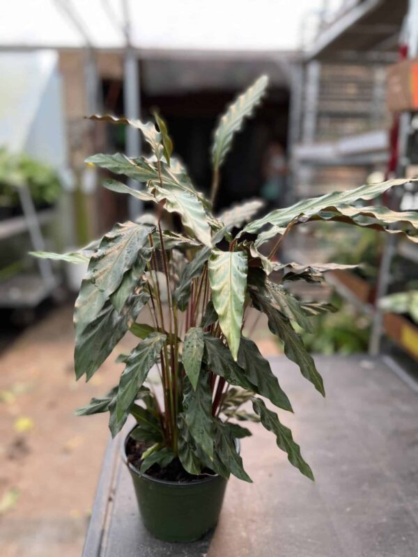 6" Calathea Rufibarba