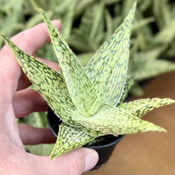 6 cm Aloe Hybrid - Image 3