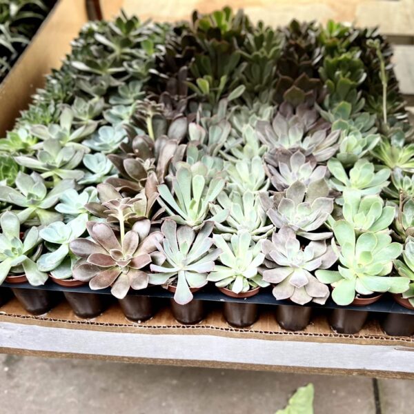 2" Succulent Echeveria Premium