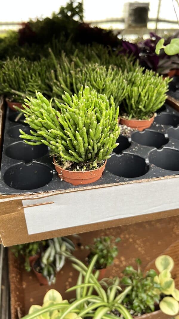 2" Cactus Rhipsalis
