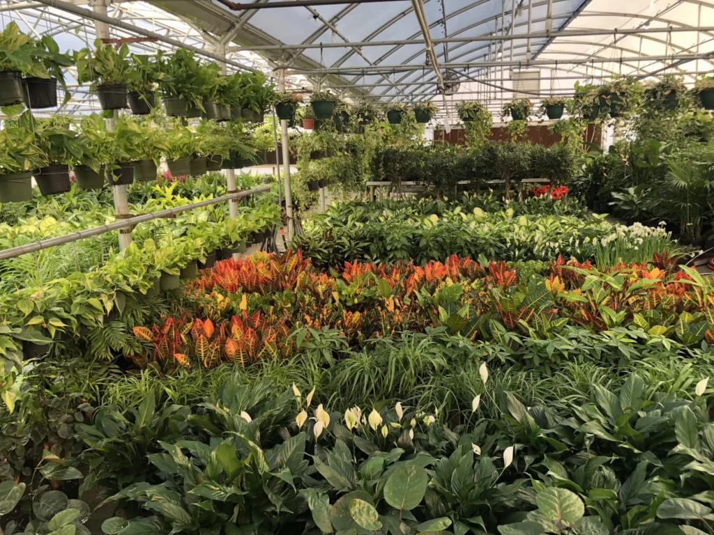 The greenhouse at The Plant Factory, showing a huge selection of wholesale plants 