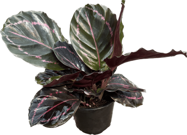 4" Calathea Dottie