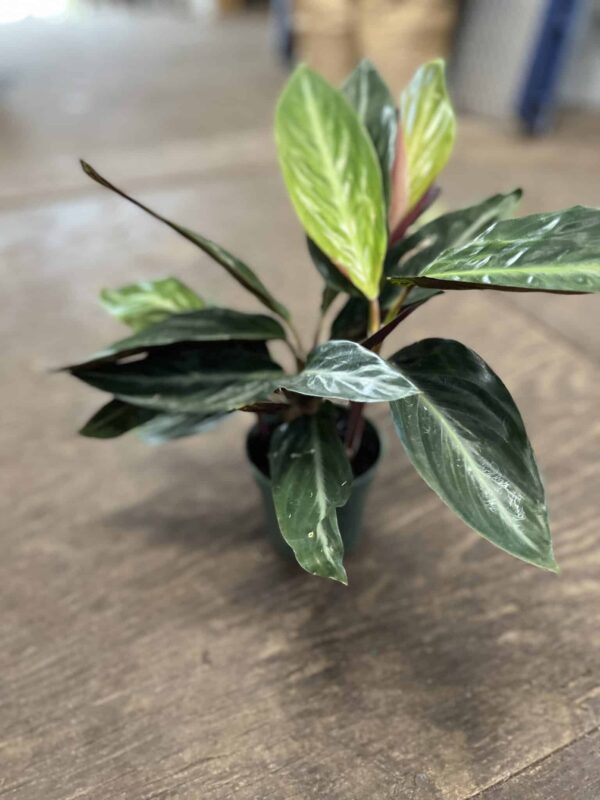 4" Calathea Sanguiena
