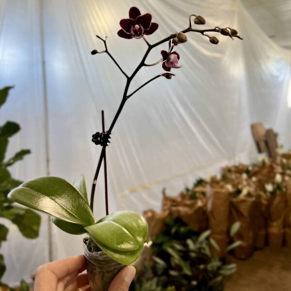 2" Orchid Mini Single Color