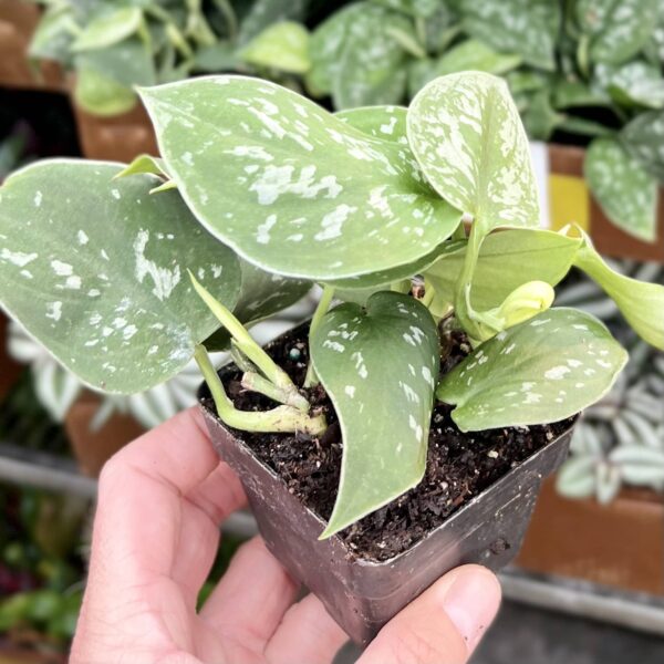 3" Scindapsus