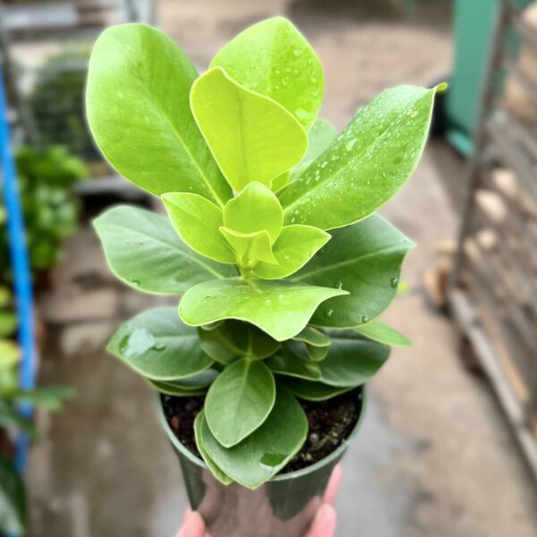 4" Clussia Princess (Autograph Plant)
