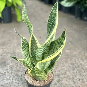 6" Sansevieria Superba