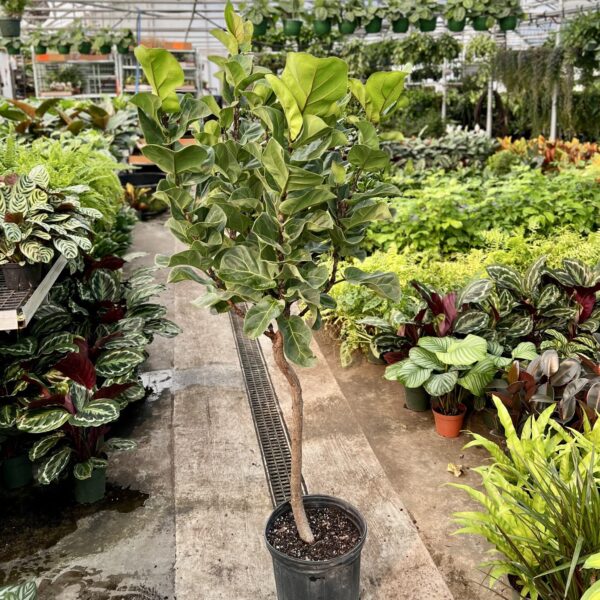12" Fiddle Fig Little Leaf (Tree)