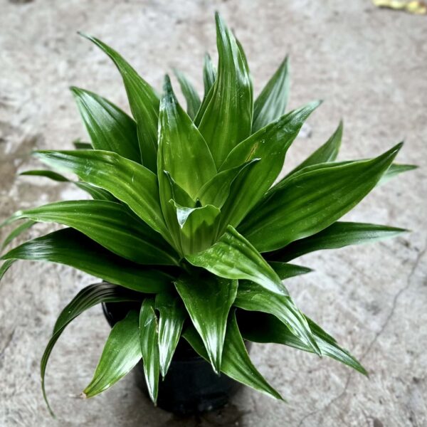 4" Janet Craig Compacta