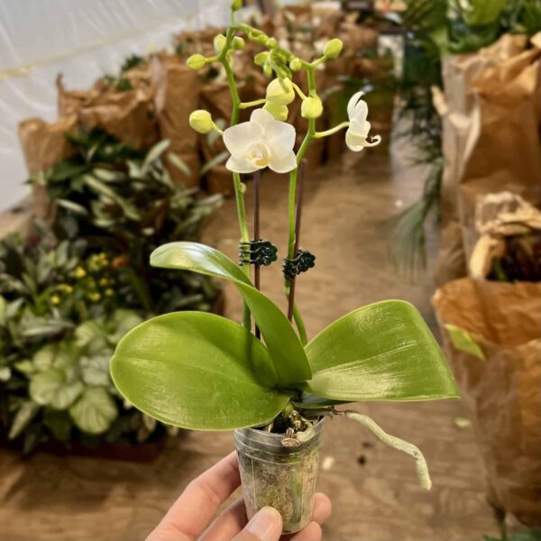 2" Orchid  Mini Double White