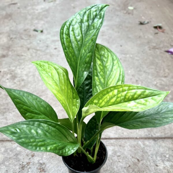 4" Monstera Siam