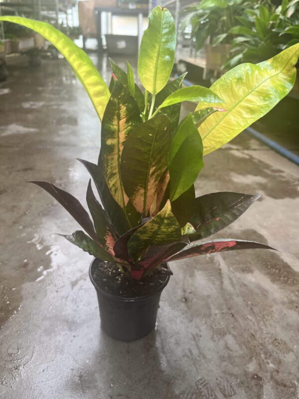 4" Croton Iceton