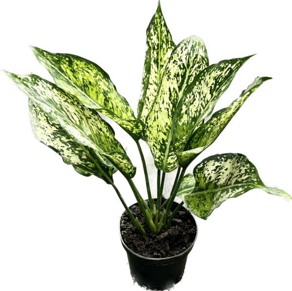 4" Aglaonema Wintry Winehouse