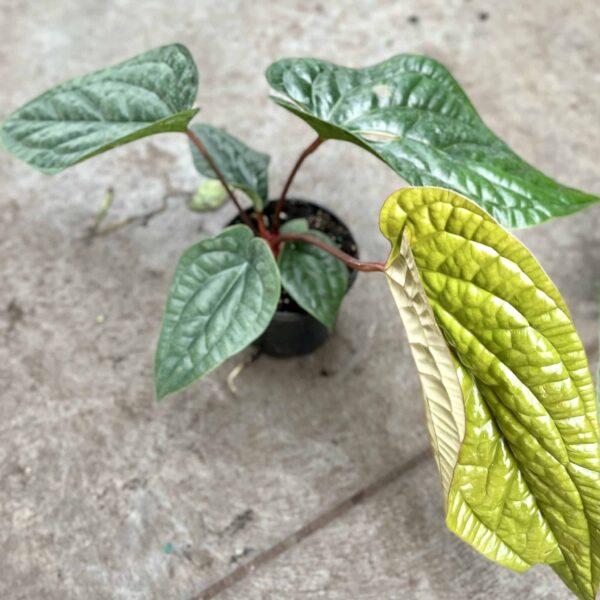 4" Anthurium Radicans X Luxurians
