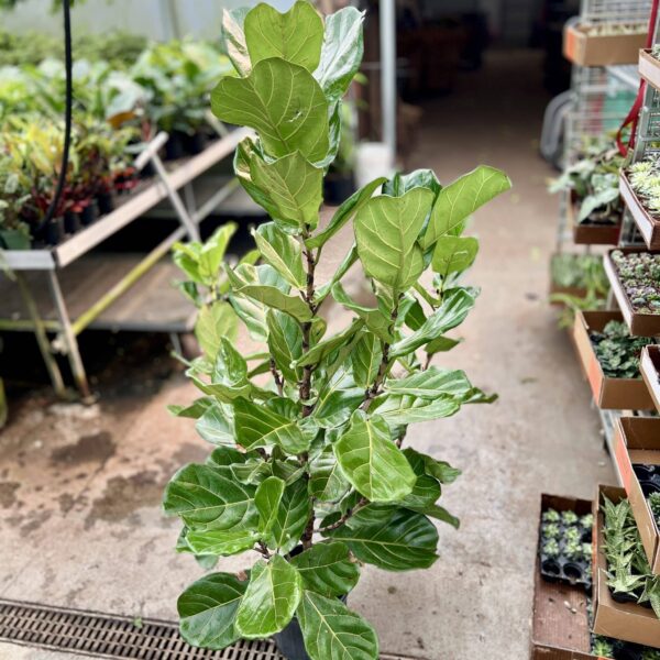 10" Fiddle Fig Suncoast Bush