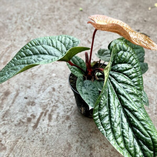 6" Anthurium Radicans X Luxurians