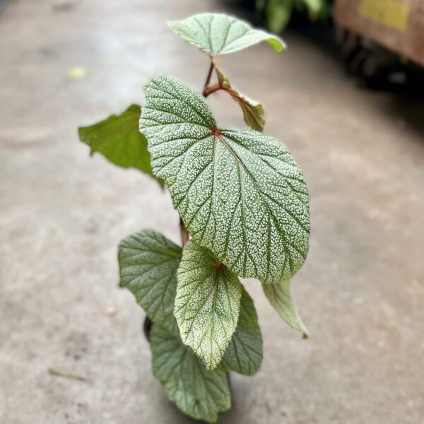 4" Begonia Frosty