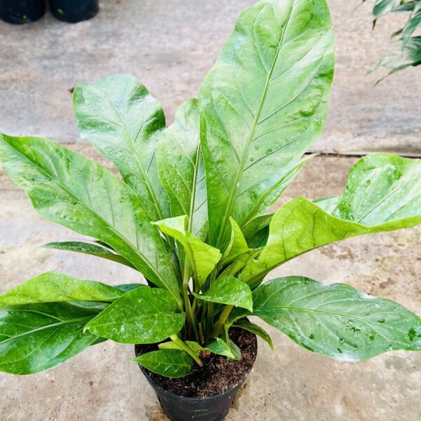8" Anthurium Jungle Bush