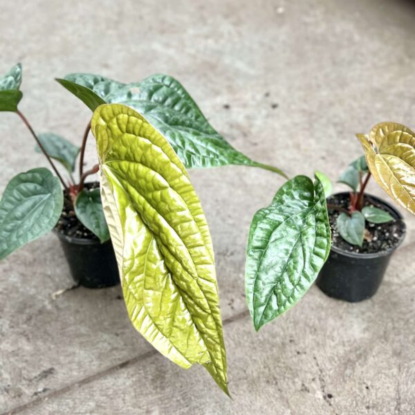 4" Anthurium Radicans X Luxurians - Image 2