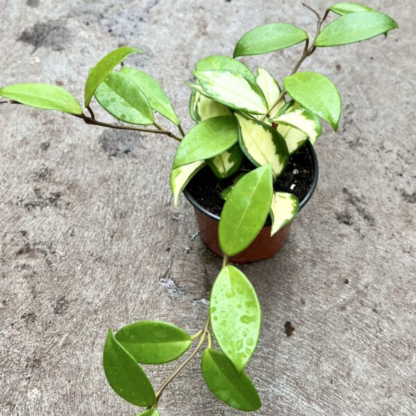 4" Hoya Carnosa