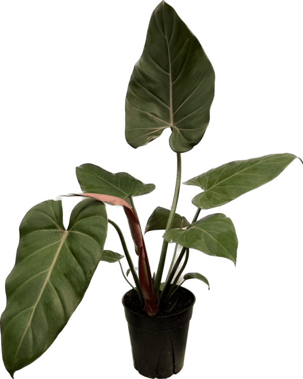 6" Philodendron Summer Glory