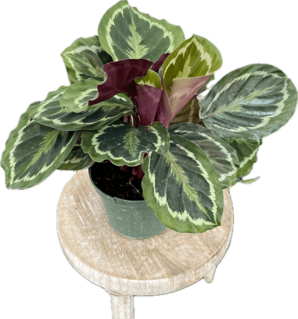 6" Calathea Medallion