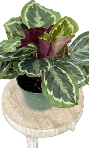 6" Calathea Medallion