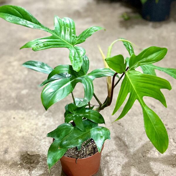 6" Philodendron Florida Green