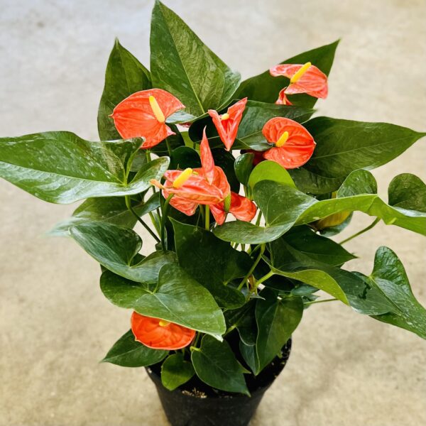 8" Anthurium Orange