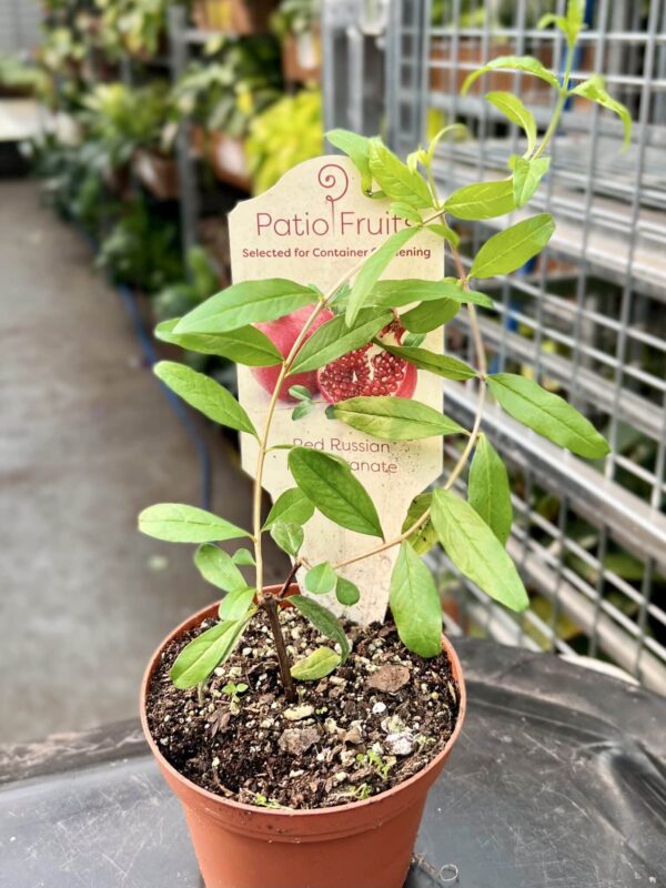 4" Pomegranate