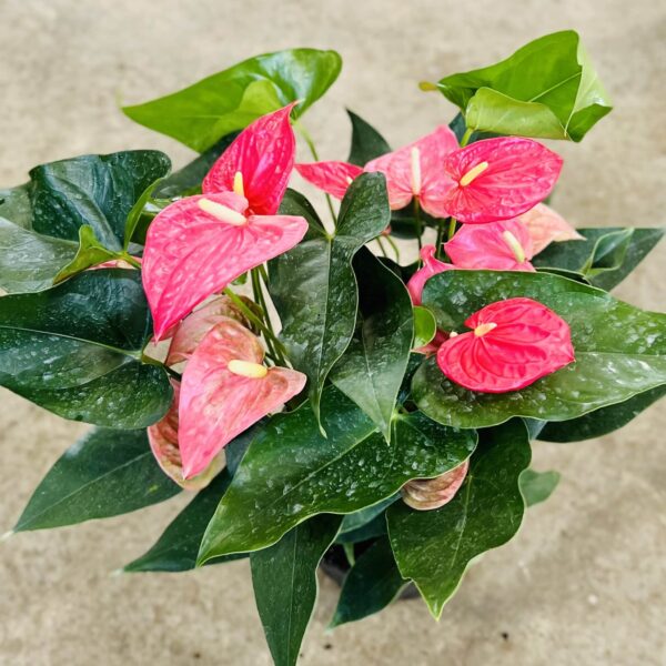 8" Anthurium Pink - Image 2