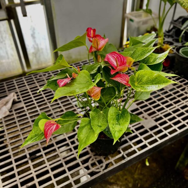 8" Anthurium Livum - Image 2