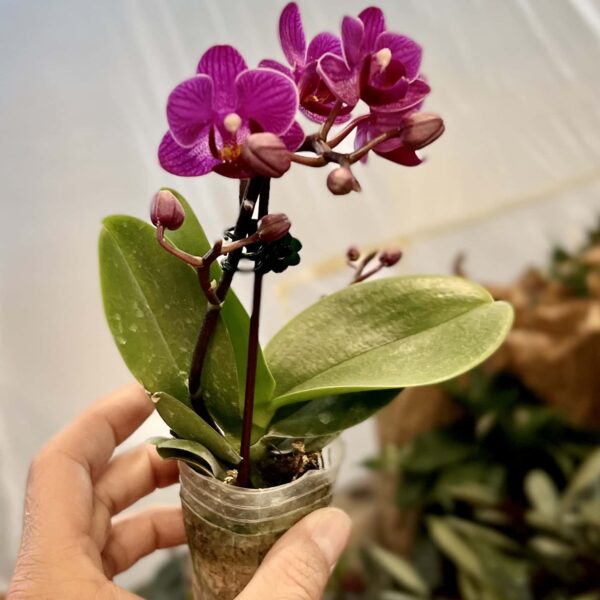 Mini Purple Double Stem Phalaenopsis orchid