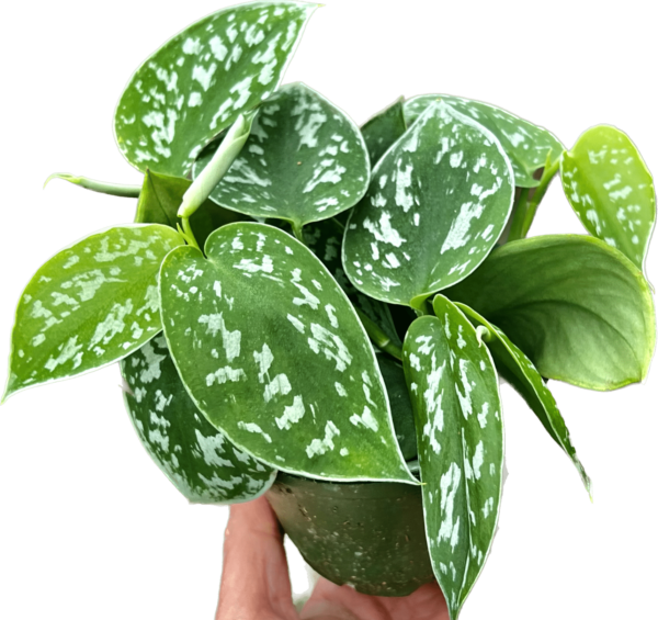 4" Scindapsus Pictus