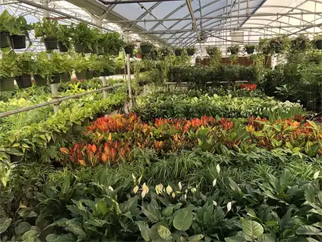 Vibrant and diverse array of tropical plants inside KC Plant Factory's greenhouse. The image captures a lush and well-maintained indoor garden, brimming with various species of tropical plants. Each plant exhibits healthy, vibrant foliage, showcasing different shades of green and unique textures. The greenhouse's controlled environment is evident, providing optimal growing conditions for these exotic plants. Sunlight filters through the transparent roof, illuminating the plants and creating a serene, natural ambiance.