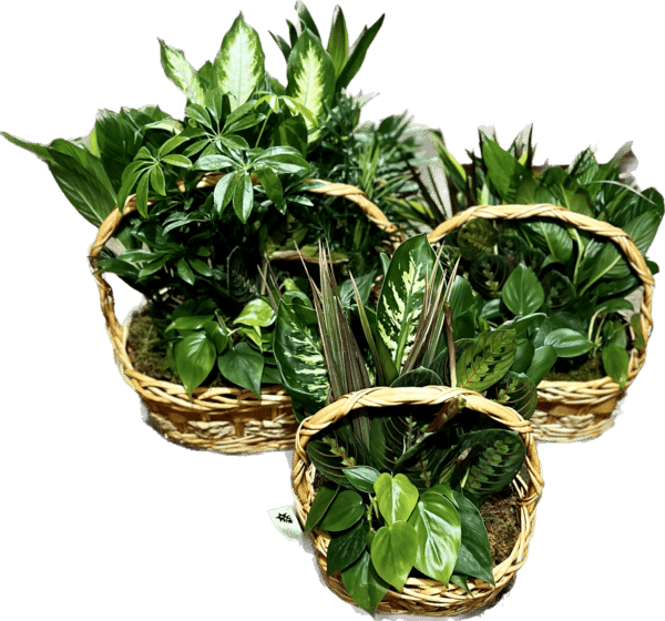 Willow Set 10" 11" 14"