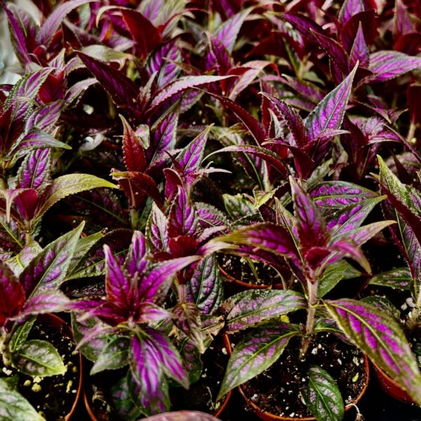 2" Persian Shield - Image 2