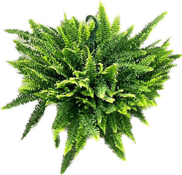 10" HB Boston Fern Compacta
