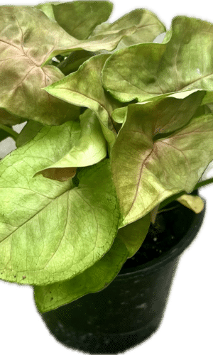 4" Syngonium Maria
