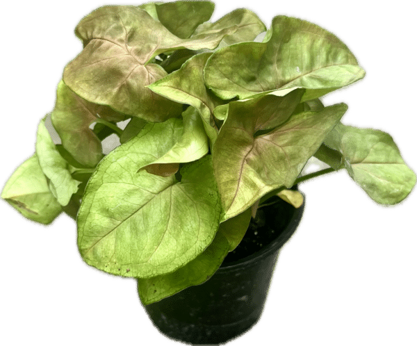 4" Syngonium Maria