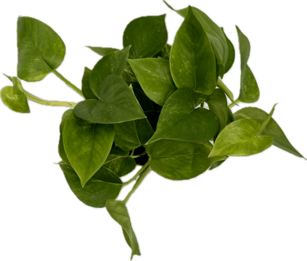 6" Pothos Sun Queen Tub - Image 2