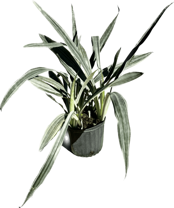 10" Sansevieria Sayuri