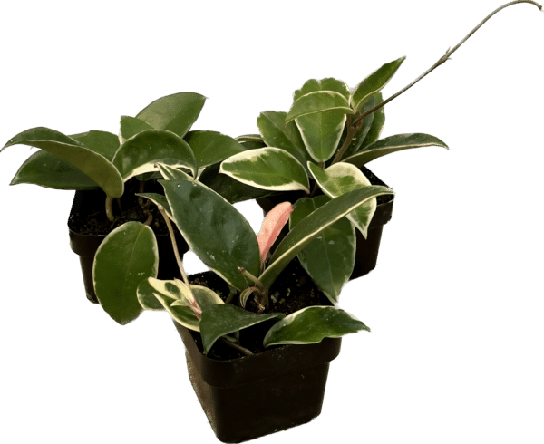 3" Hoya Carnosa