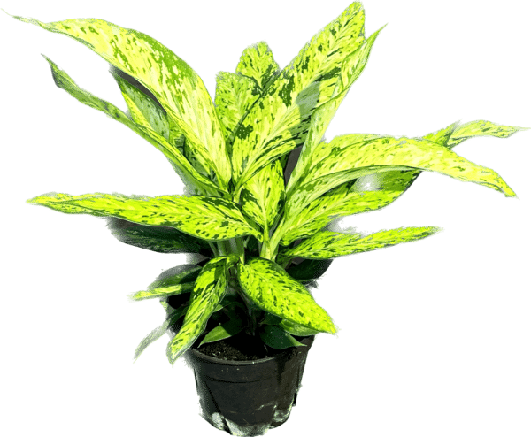 6" Dieffenbachia Starbright