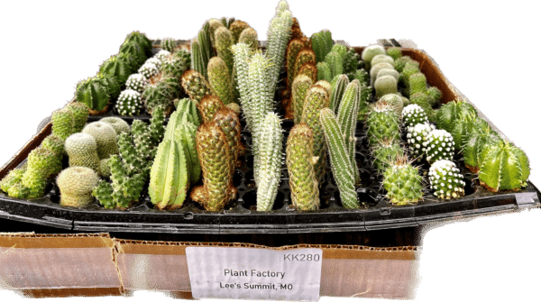Cactus  Cell Pack