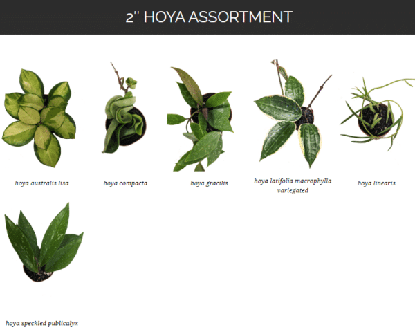 2" Hoya Assortment - Image 2